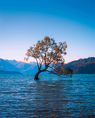 un arbre dans l'eau 