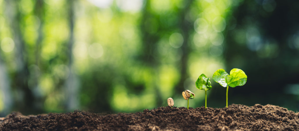 Plantes et compléments naturels pour soutenir une détox efficace de la prostate