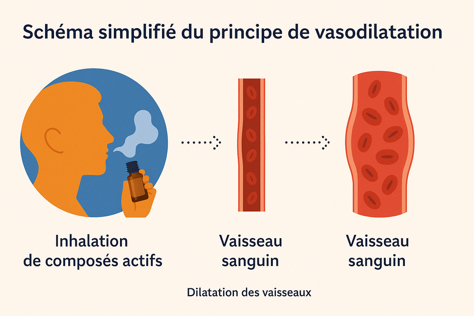 schéma simplifié du principe de vasodilatation