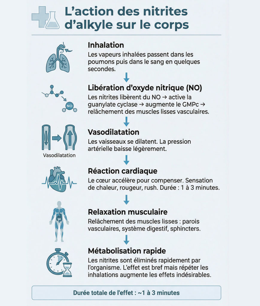 Action du poppers nitrite sur le corps et effets